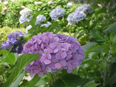 DSCF2713.jpg