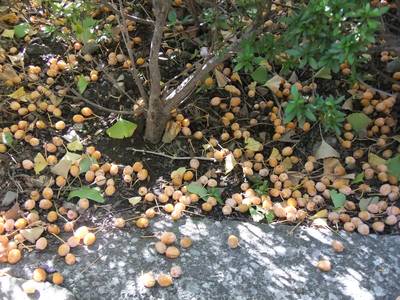 DSCF2990.jpg